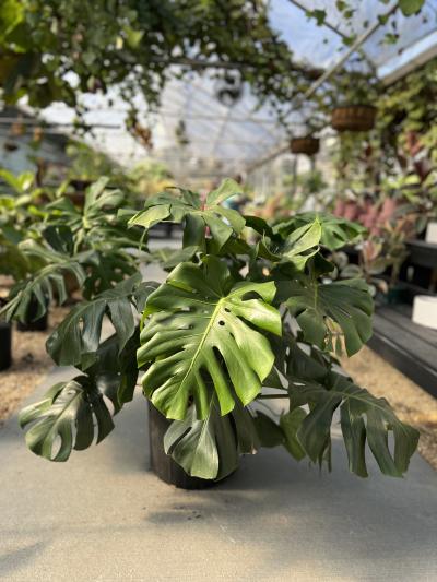 Dothan Nurseries - Philodendron Deliciosa Monstera 14"