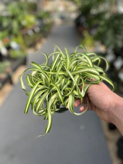 Dothan Nurseries - Spider Plant Curly Bonnie Variegated 6"