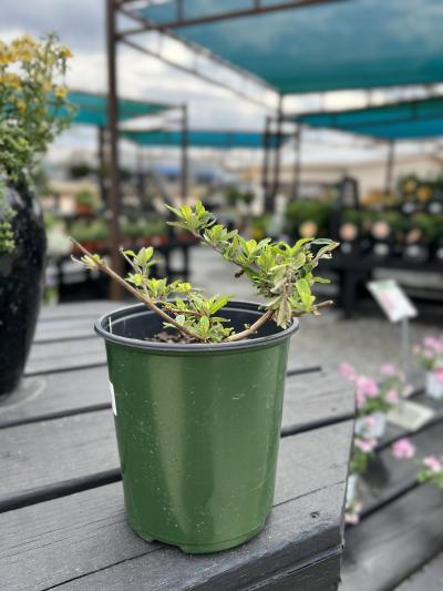 Dothan Nurseries Butterfly Bush Gold Drop #1