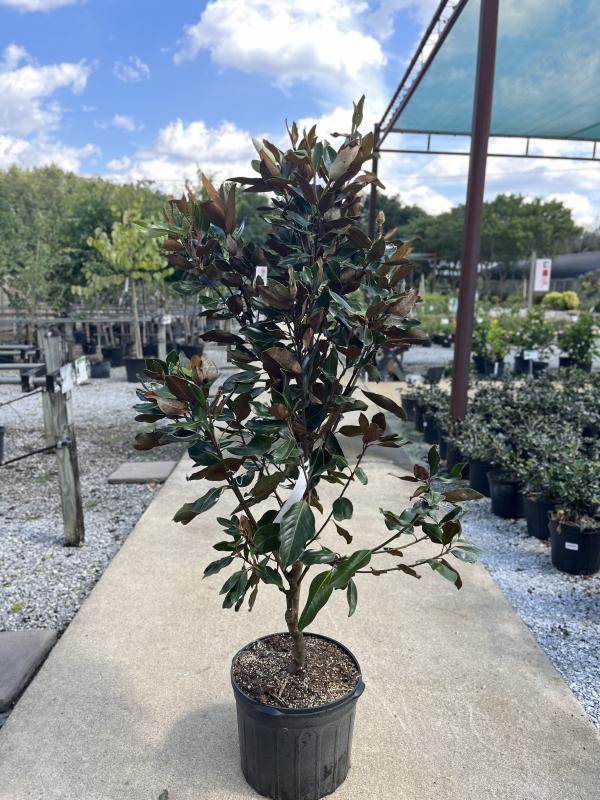 Dothan Nurseries - Magnolia Little Gem #7