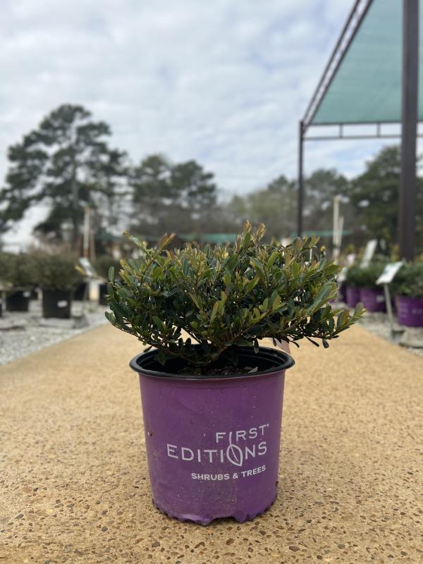 Dothan Nurseries Distylium, Cinnamon Girl 3