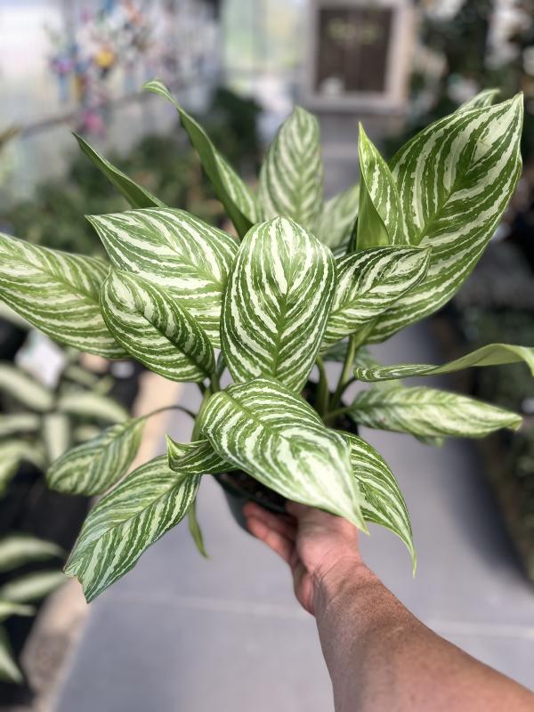 Dothan Nurseries - Chinese Evergreen Aglaonema Stripes Aglaonema 8