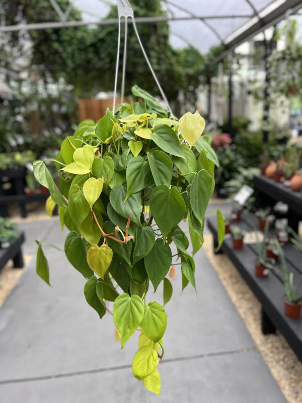 Dothan Nurseries - Philodendron Cordatum Lemon Lime 8" Hb