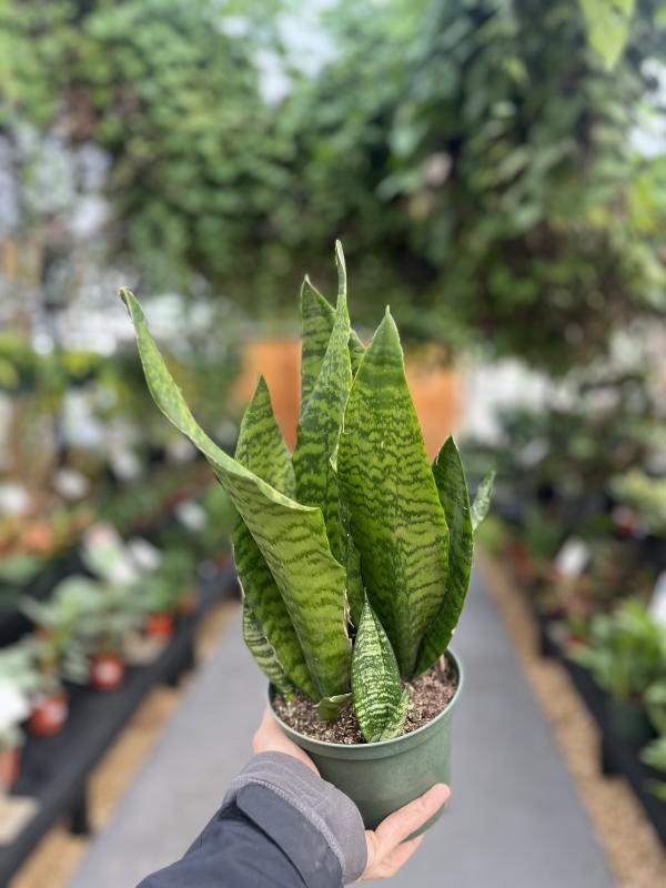 Dothan Nurseries - Sansevieria Mother In Law Tongue Snake Plant Zeylanica  Superba 6"