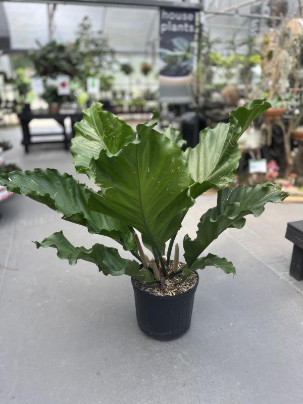 Dothan Nurseries - Anthurium Hookeri 14"