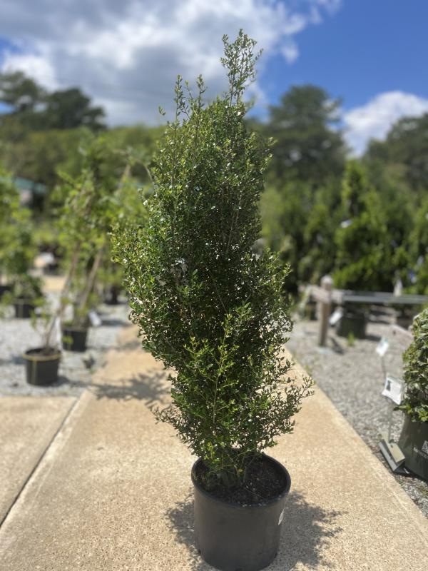 Dothan Nurseries - Holly Skyward #7