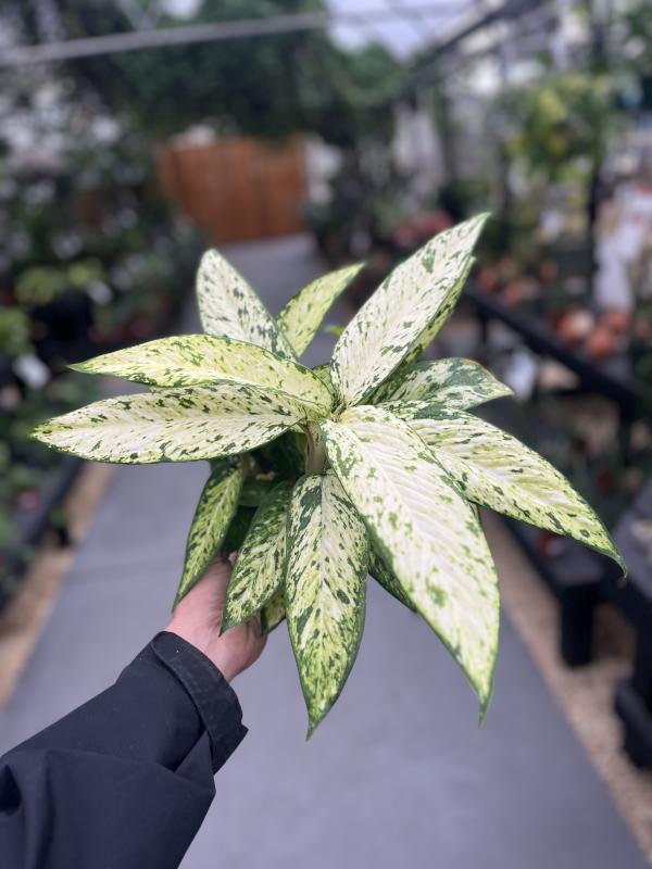 Dothan Nurseries - Dieffenbachia Maculata Starbright 10"