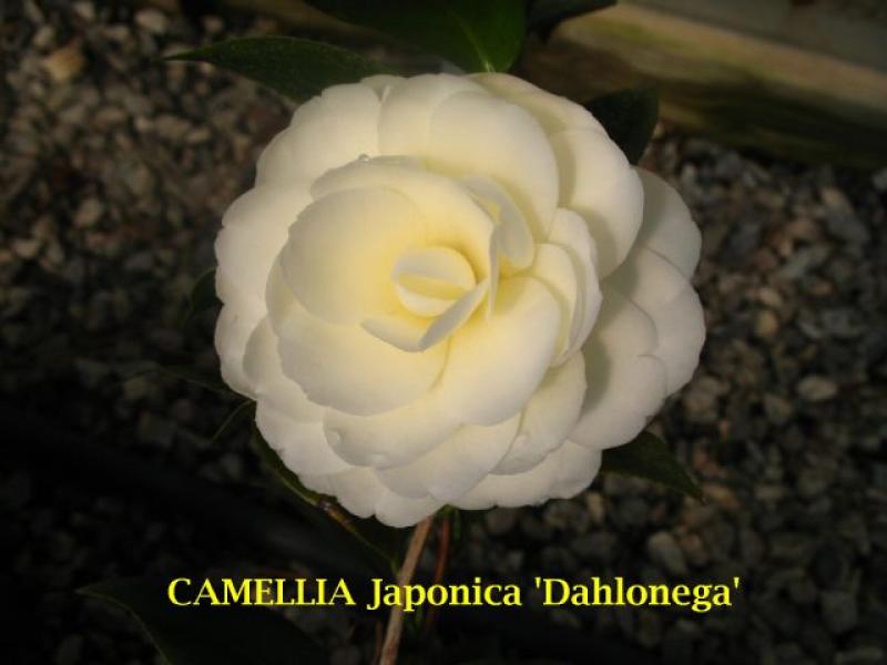 Dothan Nurseries - Camellia Japonica Dahlonega Yellow #3