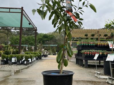 Orange Red Navel #3 Tree