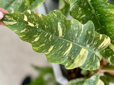 Philodendron Ring of Fire 6"