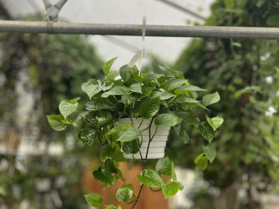Pothos Jade 8" HB