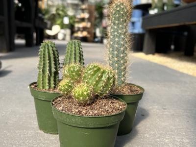 Cactus Asst. 4"