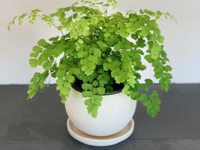 Fern Maidenhair Fragrans 6"
