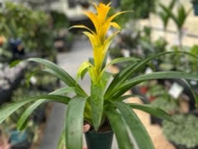 Bromeliad Guzmania 5"