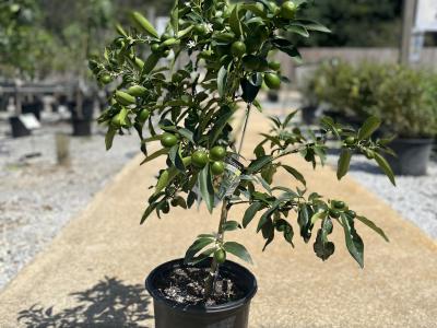 Kumquat Sweet Round Meiwa #3 Tree