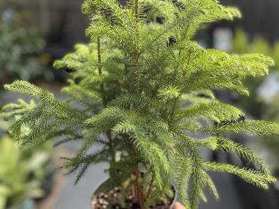 Norfolk Island Pine Pine 6"