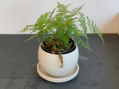 Fern Rabbit Foot 4"