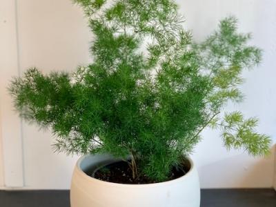 Fern Asparagus Ming 6"