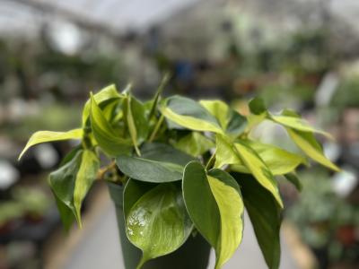 Philodendron Brasil Brazil 6"