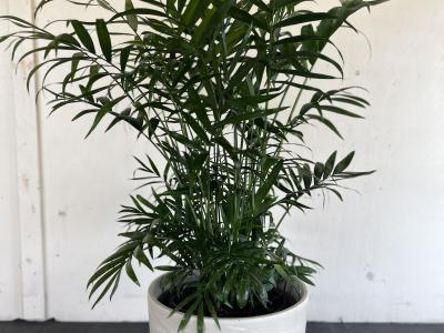Palm Neanthe Belle Parlor Palm (Indoor) 6"