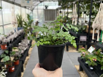 Fern Austral Gem 4"