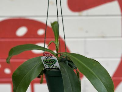 Nepenthes Pitcher Plant Bug Plant 4"HB