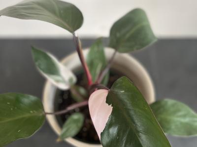 Philodendron Pink Princess 6"