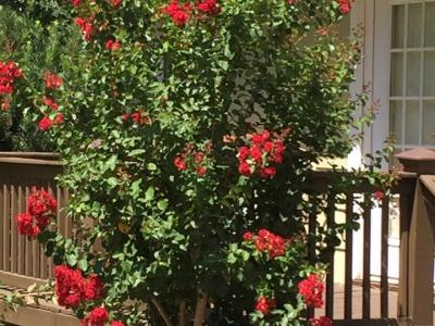 Crape Myrtle Dynamite Red #7