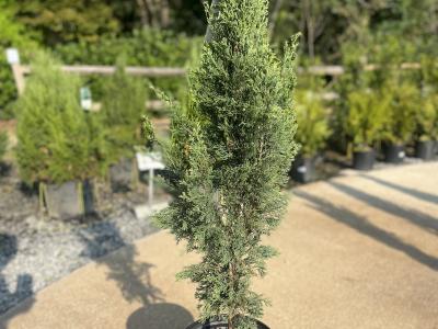 Cypress Italian #5