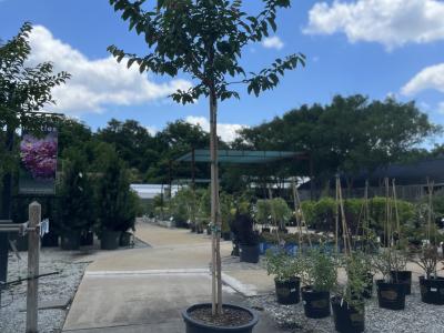 Crape Myrtle Muskogee Lavender #15 STD