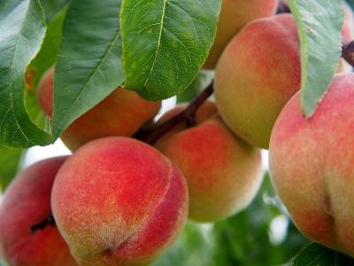 Peach Tree Florida King #5
