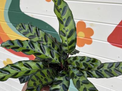 Prayer Plant Calathea Rattlesnake 4''