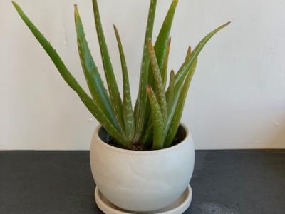 Aloe Vera (Medicinal) 6"