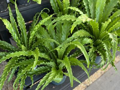 Fern Curly Bird's Nest Osaka Victoria 6''