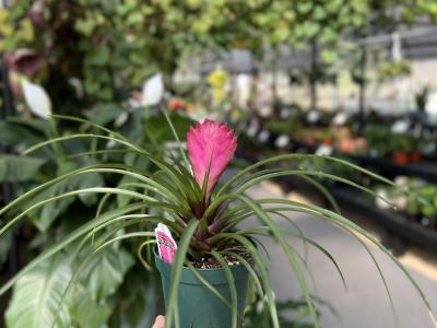 Bromeliad Tillandsia Cyanea 4"