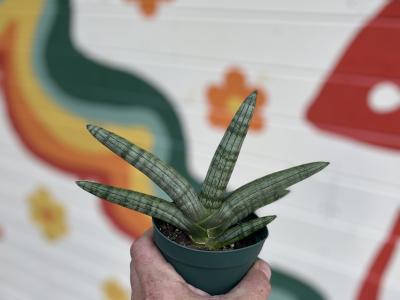 Sansevieria Snake Plant Mother In Law Tongue Starfish 4"