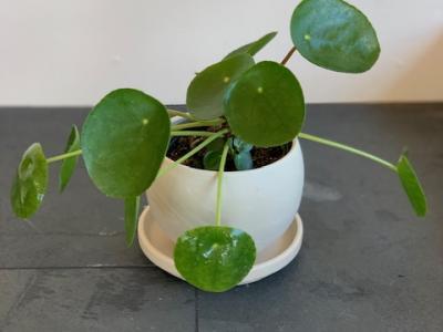 Pilea Pilea Peperomioides Chinese Money 4"