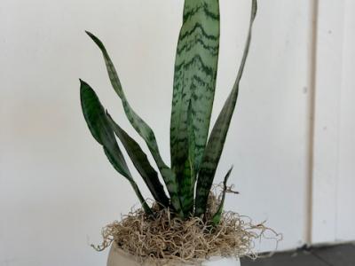 Sansevieria Snake Plant Mother In Law Tongue Zeylanica 4"