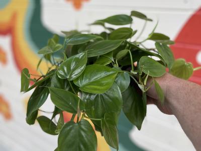 Philodendron Cordatum 6"