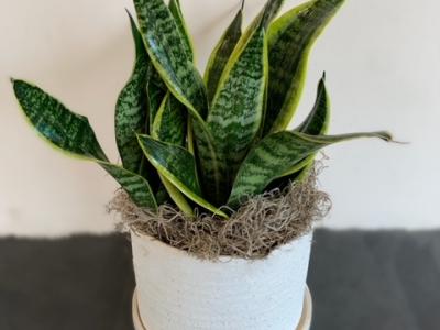 Sansevieria Snake Plant Mother In Law Tongue Laurnetii Superba 6"
