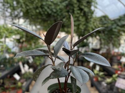 Ficus Burgundy Rubber Plant 6"