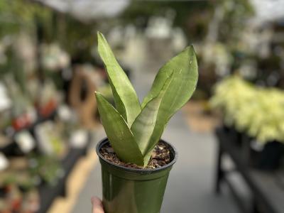 Sansevieria Snake Plant Mother In Law Tongue Moonshine 4"