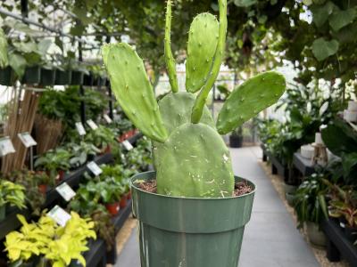 Cactus Prickly Pear 6"