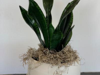 Sansevieria Snake Plant Mother In Law Tongue Whitney 6"