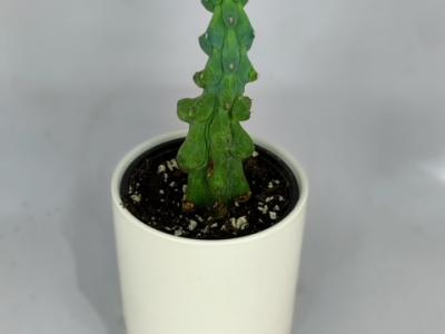 Cactus Boobie 4"