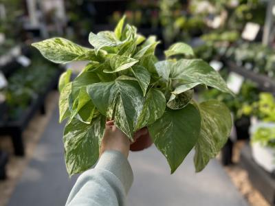 Pothos Marble Queen 6"