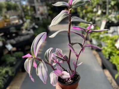 Tradescantia Bubblegum 4"
