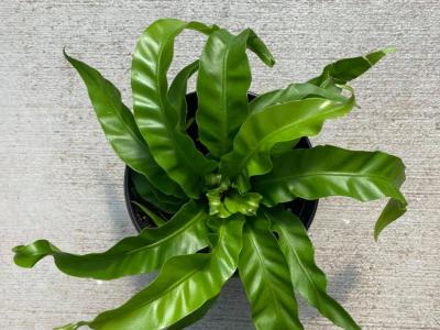 Fern Hurricane Bird's Nest 6"