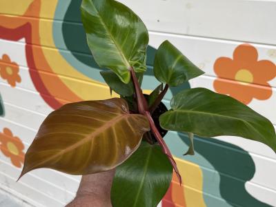 Philodendron McColley's Finale 4"