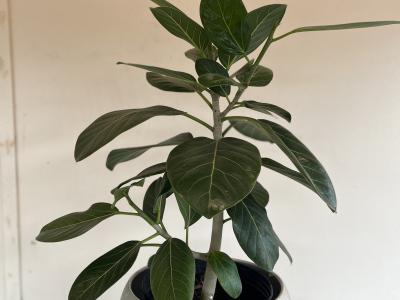 Ficus Audrey Fig 10" Bush